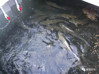 厲害了!英德有人用集裝箱養魚,1個箱抵過3畝傳統魚塘